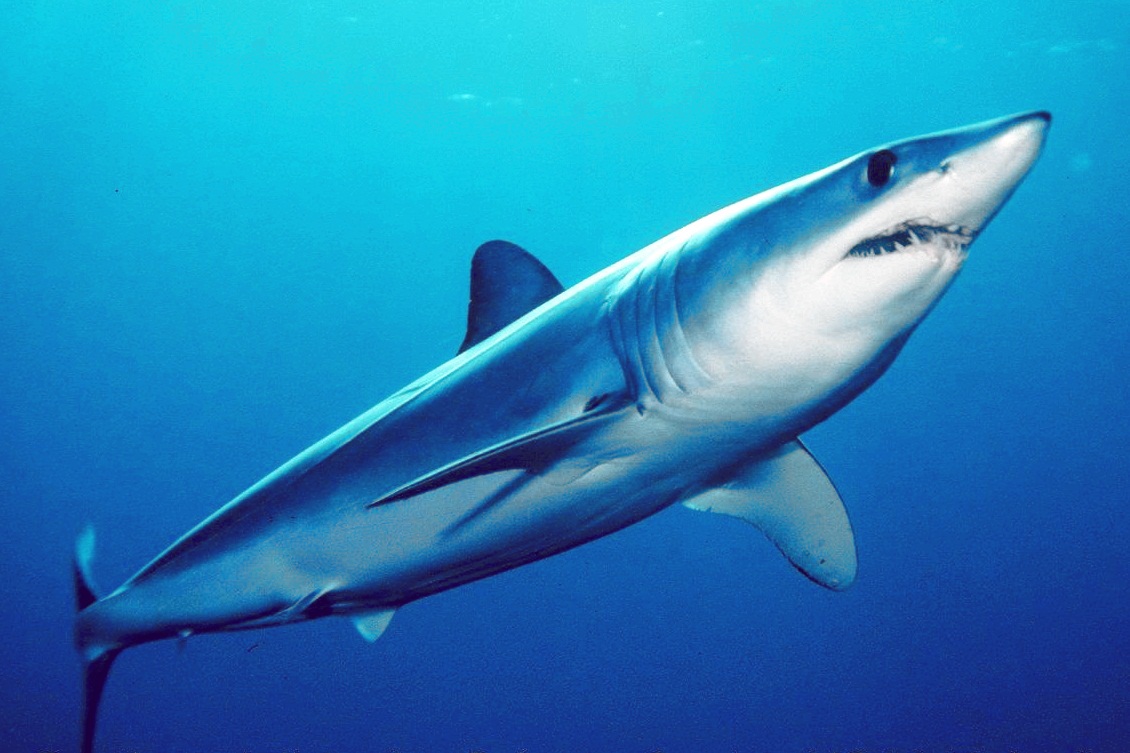 shortfin mako shark isurus oxyrinchus