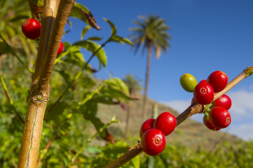 Tip Of The Day: Try Gran Canaria Coffee At Source In Agaete